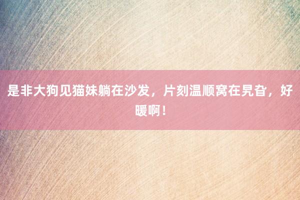 是非大狗见猫妹躺在沙发，片刻温顺窝在旯旮，好暖啊！